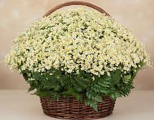 Цветочная композиция из Ромашки в корзине #REPLACE_PRED# Котово Новгородская область