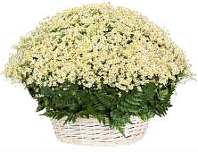 Цветочная композиция из Ромашки в корзине #REPLACE_PRED# Котово Новгородская область